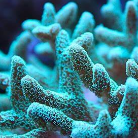 The Role of Alkalinity in Coral Health and Growth